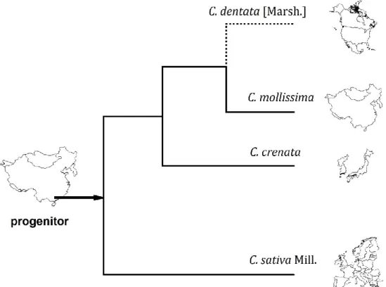 Figura 2 – Os dois eventos migratórios do género Castanea com base na análise filogenética para  a região trnL-trnF de DNA cloroplastidial (Adaptado de Abreu, 2007 [7])