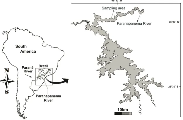 Figure 1. Map of the hydrographical network in São Paulo State highlighting the Chavantes reservoir and sampling location on the Paranapanema  River in the municipality of Ipaussu, São Paulo State, southeast Brazil.