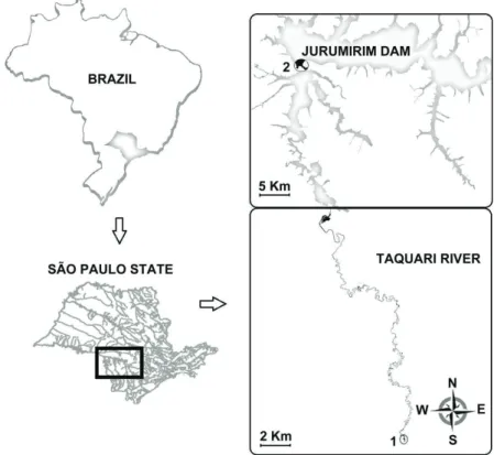 Figure 1. Map of the location of the Taquari River, a tributary of the Jurumirim Reservoir, state of São Paulo, Brazil: 1: upper stretch (lotic); 