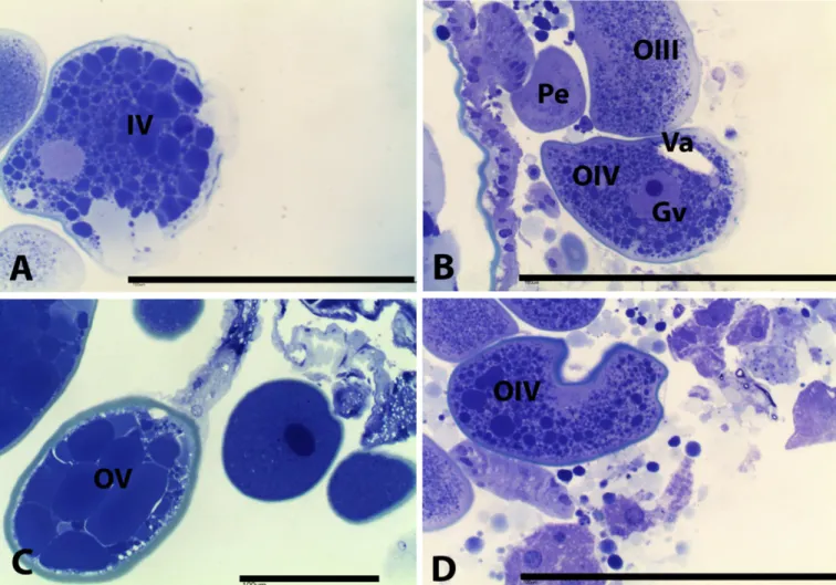 Figure 2. Histological sections of ovaries of Rhipicephalus (Boophilus) microplus stained with toluidine blue, from the group treated with  hexane extract of green fruits of Melia azedarach at 0.25% concentration