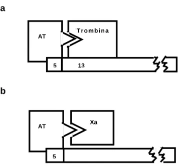 Figura 4 – a. Inibição da trombina requer ligação simultânea da heparina com a AT através  da única seqüência pentassacarídica e ligação com a trombina através de um mínimo de  treze unidades sacarídicas adicionais