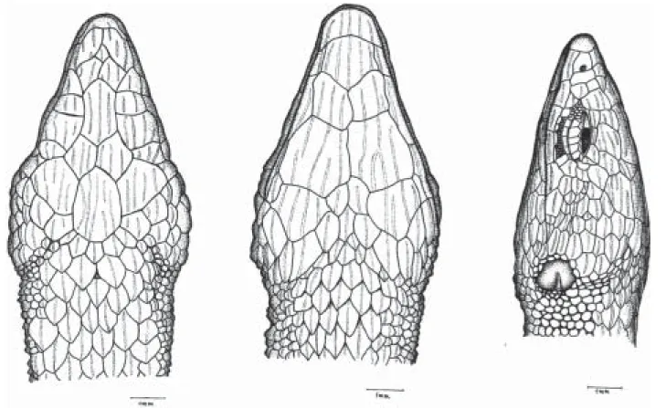 Figure 1. Lateral, ventral, and dorsal views of head of Leposoma annectans. MZUSP 87.958 from Una, State of Bahia: Brazil.