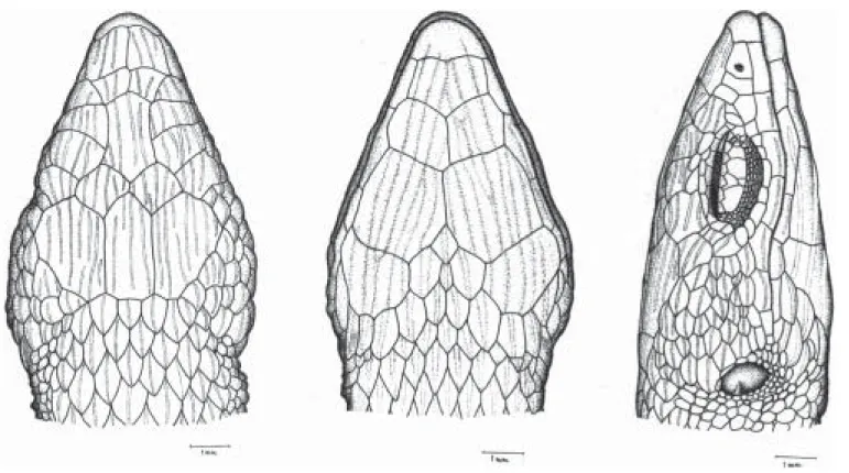Figure 2. Dorsal, ventral, and lateral views of head of Leposoma scincoides. MZUSP 87.844 from Una, State of Bahia: Brazil.