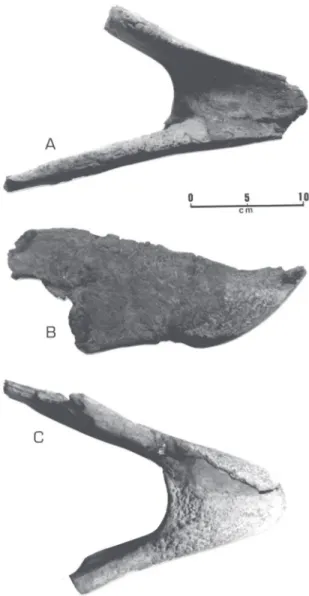 FIGURE 7. An incomplete jaw of  Brontor nis  burmeisteri (MNHN-1902-6) in: A - dorsal view, B - lateral view and C - ventral view.