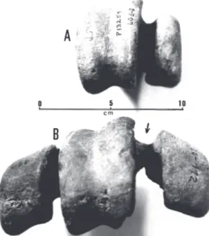 FIGURE 11. Podal phalanges (BMNH-A549), type of  Brontornis platyonyx Ameghino, 1895. The measurements and morphology are concordant with those of  B