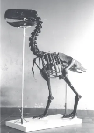 FIGURE 17. Reproduction of  the skeleton of  Paraphysornis brasiliensis, based on the holotype (DGM-1418-R) of  which about 75% of  the skeleton is known
