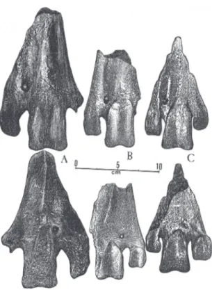 FIGURE 21. Phorusrhacos  longissimus (AMNH-9497). Associated bones of  the left leg, coming from Monte Leon, Province of  Santa Cruz,  Argentina