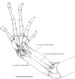 FIGURA 1.  Musculatura extensora del miembro anterior izquierdo de Polychrus acutirostris (Vista dorsal)