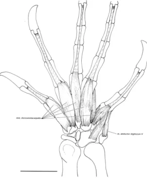 FIGURA 3.  Musculatura extensora del miembro anterior derecho de Polychrus acutirostris (Vista dorsal)