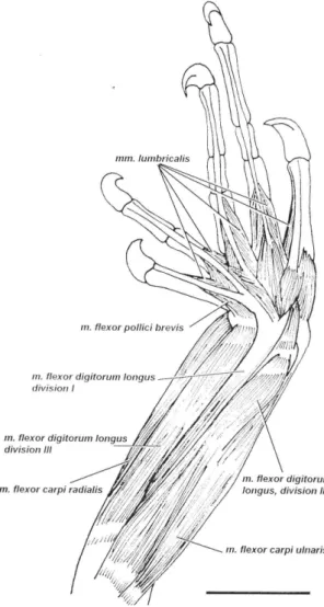 FIGURA 4.  Musculatura flexora del miembro anterior izquierdo de Polychrus acutirostris (Vista ventral)
