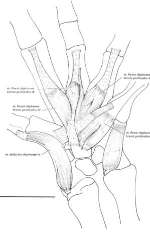 FIGURA 7.  Musculatura flexora del miembro anterior derecho de Polychrus acutirostris (Vista ventral)