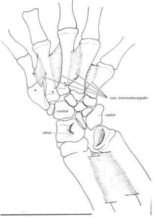 FIGURA 8.  Musculatura interdigital del miembro anterior izquier- izquier-do de Polychrus acutirostris