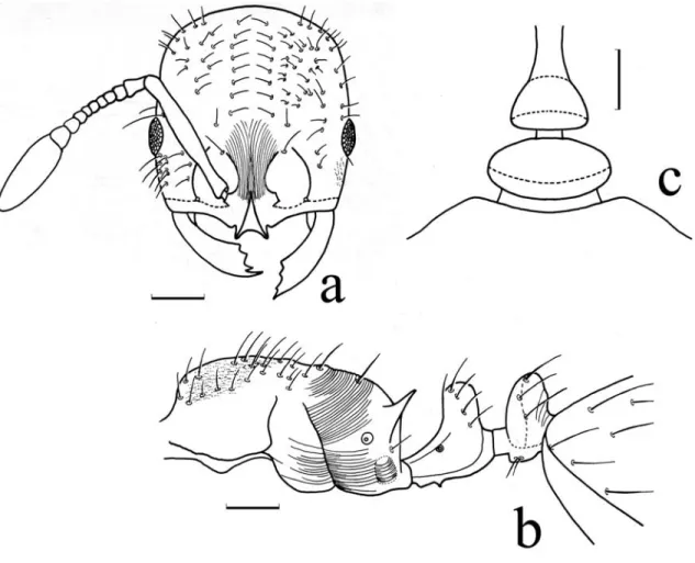 FIGURE  3.  Schematic drawing of  the worker of  O. kempfi; a) head in full-face view; b) mesosoma in profile view; c) petiole in dorsal view (scale bar =  0,10 mm).