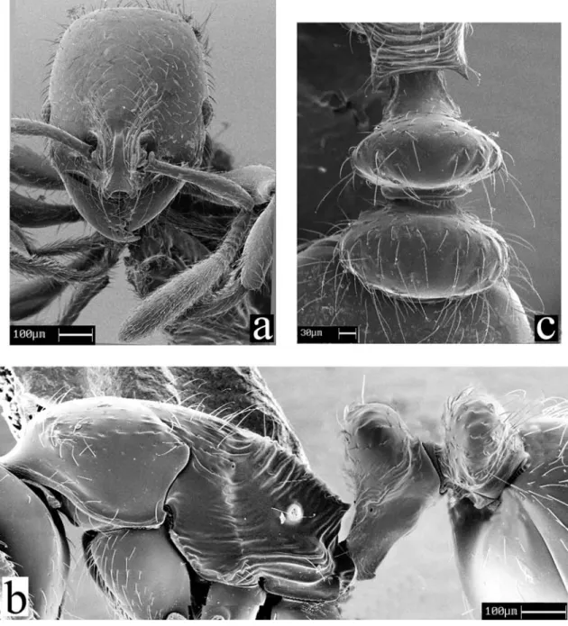 FIGURE  7.  Scanning electron micrograph of  the workers of  O. vezenyii (Forel, 1907); a) head in full-face view; b) mesosoma in profile view; c) petiole in dorsal view.