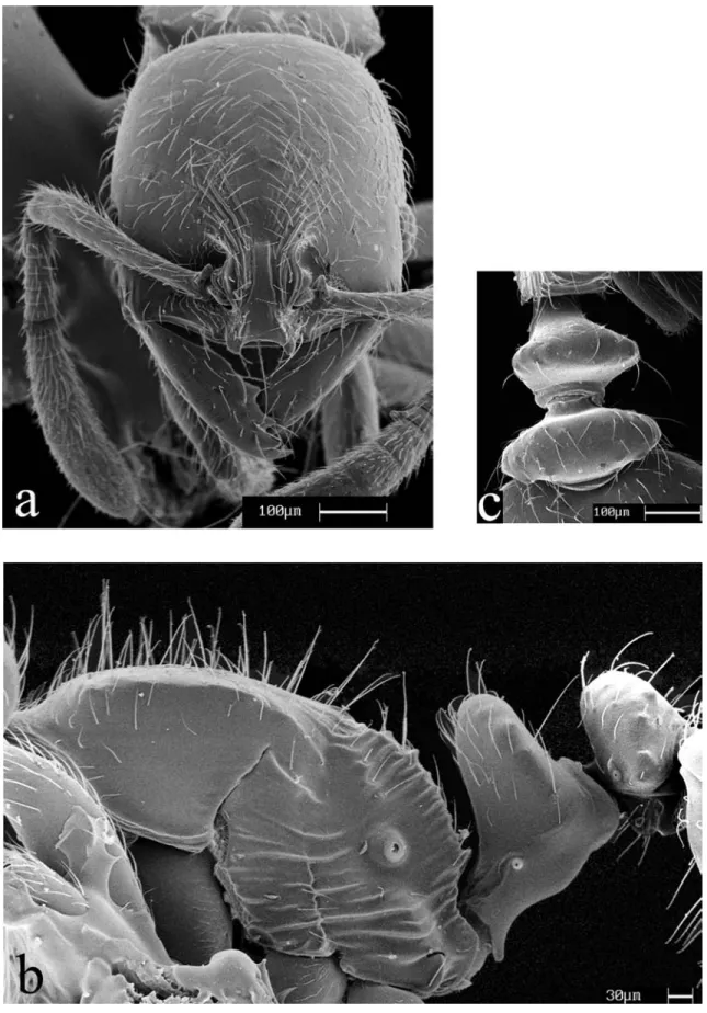 FIGURE  1.  Scanning electron micrograph of  the workers of  O. browni sp.nov.; a) head in full-face view; b) mesosoma in profile view;
