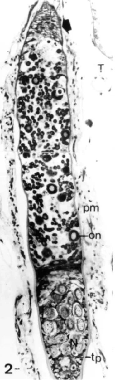 FIGURE  2.  Longitudinal section of the anterior region of the ovariole of  the X ylocopa frontalis, showing a short terminal filament (arrow) followed by a short germarium with few oocyte-nurse cell complexes followed by a nutritive chamber with the nurse