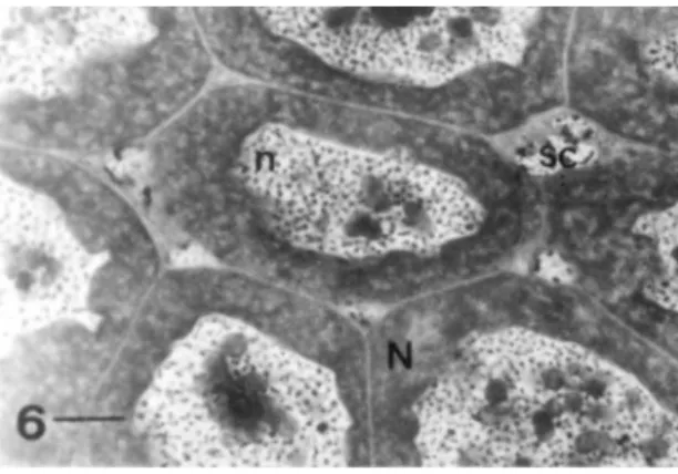 FIGURE  6.  Longitudinal section of  the nutritive chamber of Pseudaugochlora graminea, showing the nurse cells (N) with irregular nucleus (n) and multiple nucleoli