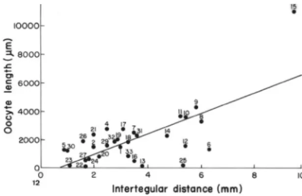 FIGURE  12.  Relationship between the oocyte size and intertegular distance of  bees (Linear regression)