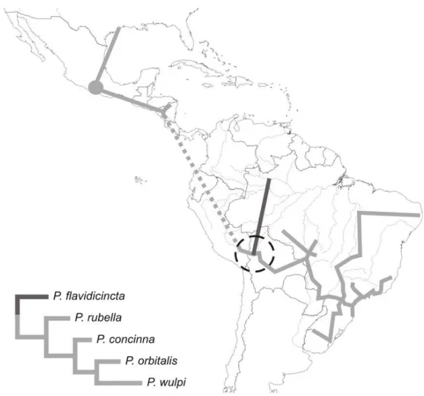 FIGURE 8. Clade A and the individual tracks of  its species. The gray circle representing the single locality known for P