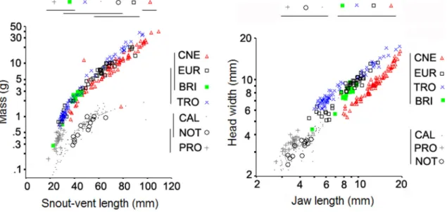 FIGURE 5. Scatterplots of  body mass versus snout-vent length (A) and head width versus jaw length (B) based on data from seven lizard species endemic to the dunes of Ibiraba, State of Bahia, Brazil.