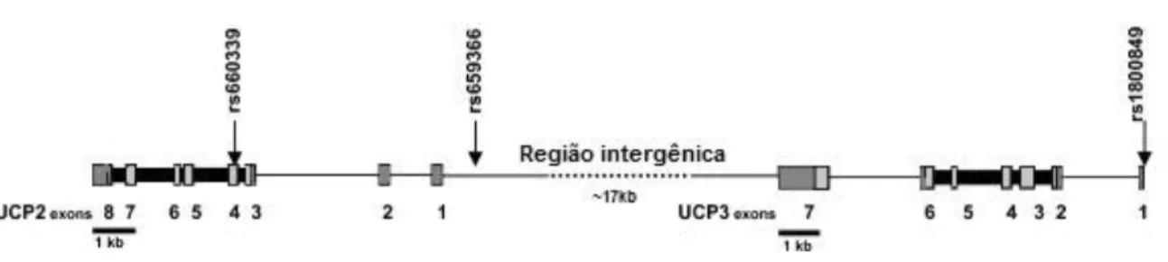 Figura 1. Organização genômica dos genes UCP2 e UCP3 e localização dos polimorfismos  analisados (modificado de Salopuro et al, 2009)