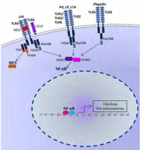 Figura 1. Localização e ativação dos receptores Toll-like. TLR1, TLR2, TLR4,  TLR5 e TLR6 estão localizadas na membrana da célula e reconhecem uma  grande variedade de agentes bacterianos