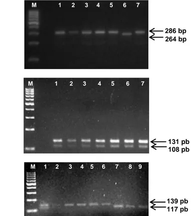 Figura 3. A. Padrão eletroforético dos fragmentos gerados por PCR alelo-específico para  o polimorfismo TLR2 -196 a -174 del