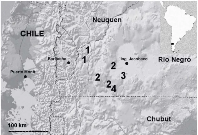 FIGURE 5. Map of  the western region of  Rio Negro province of  Argentina showing known localities for the new species belonging to the patagonicus group described here plus Phymaturus spurcus