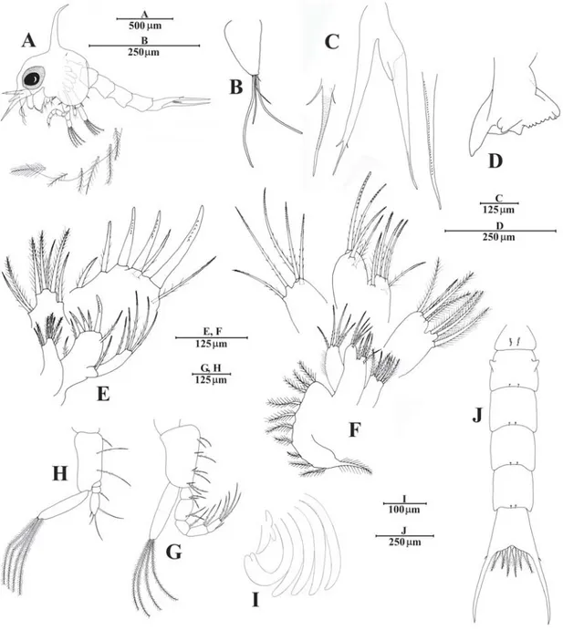 FIGURE 1. First zoea of Notolopas brasiliensis Miers, 1886. A, lateral  view;  B, antennule;  C, antenna;  D, mandible;  E, maxillule;