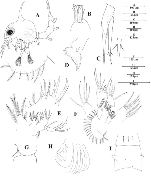 FIGURE 2. Second zoea of Notolopas brasiliensis Miers, 1886. A, lateral  view; B, detail of the antennule; C, antenna;  D, mandible;