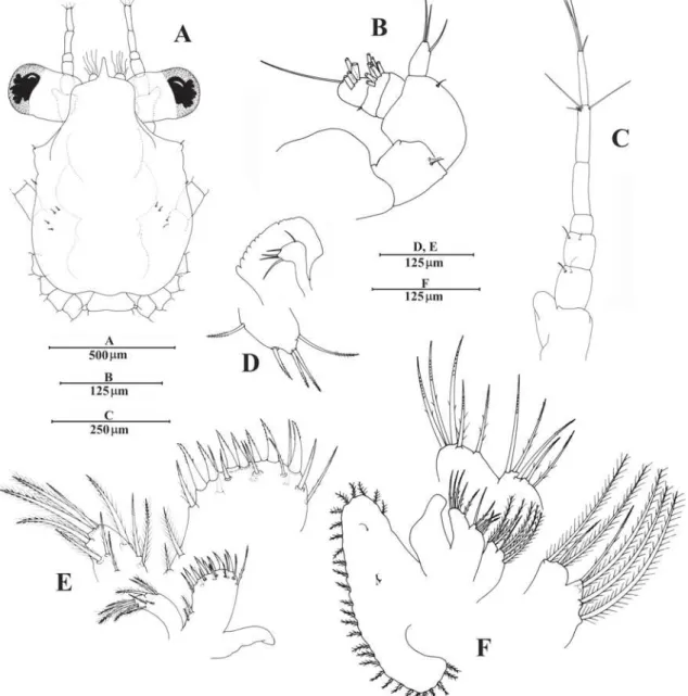 FIGURE 3. Megalopa of  Notolopas brasiliensis Miers, 1886. A, dorsal  view,  B, antennule;  C, antenna;  D, mandible; E, maxillule;