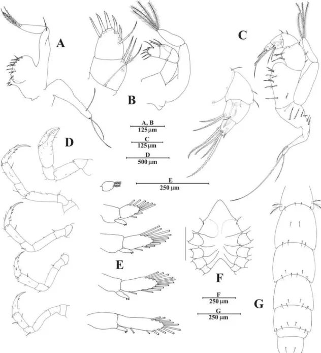 FIGURE 4. Megalopa of Notolopas brasiliensis Miers, 1886. A, maxilliped  1;  B, maxilliped  2;  C, maxilliped  3;  D, cheliped  and pereiopods;  E, pleopods;  F, sternum;  G, dorsal view of  abdomen and telson.