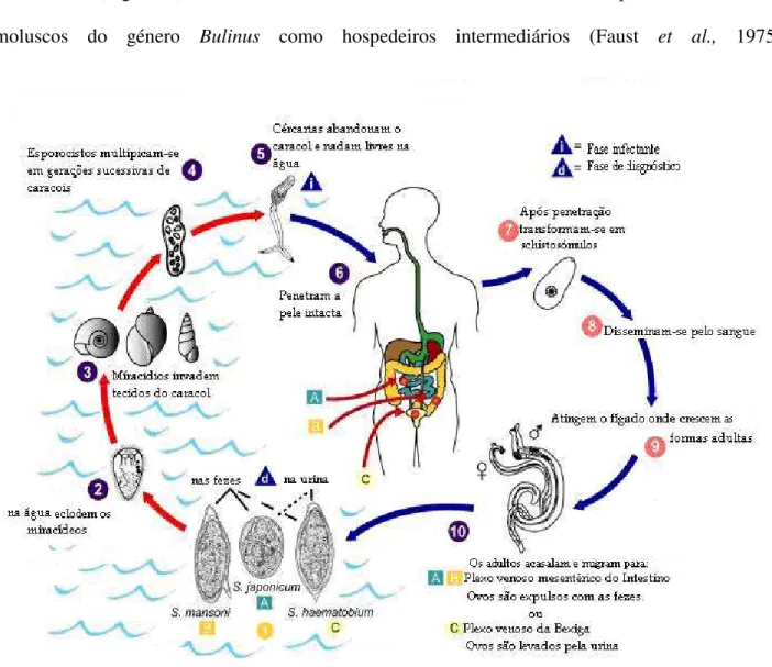 Figura 2.  Ciclo de vida de Schistosoma spp.  (Adaptado de http://pt.wikipedia.org/wiki/Schistosoma)