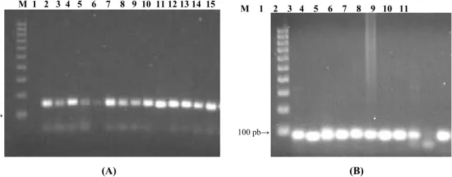 Figura 4.1. Fotografia de um gel de agarose, após electroforese dos produtos de amplificação dos  loci Lm2 e Lm4