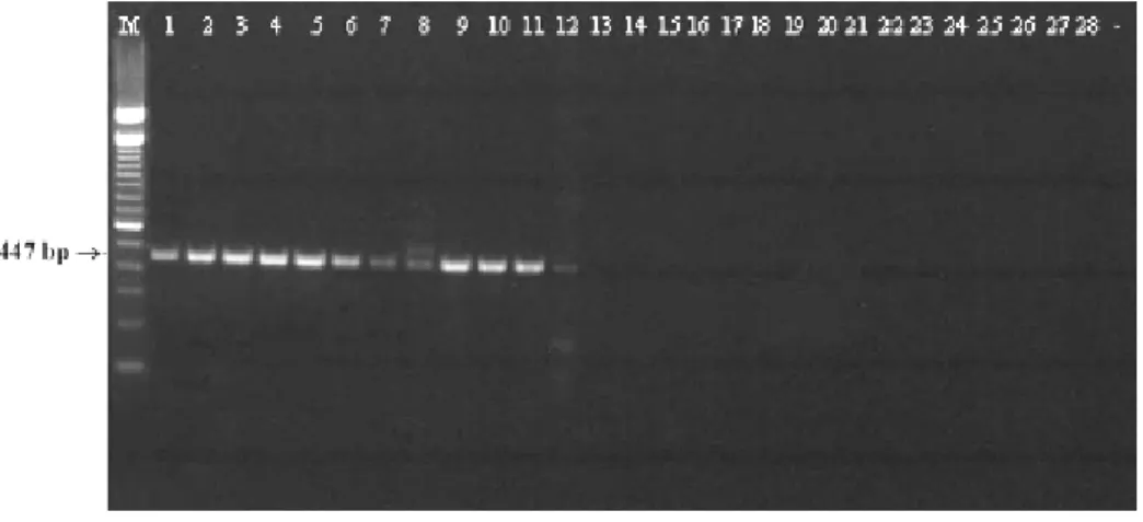 Figura 3.2. Electroforese em gel de agarose dos produtos do PCR com aplicação das sequências  iniciadoras MC1/MC2 em amostras de DNA de diferentes espécies de Leishmania em cultura,  outros microrganismos e diferentes amostras clínicas não infectadas