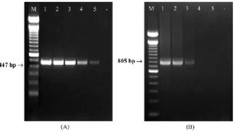 Figura 3.3. Limiar de detecção do DNA cinetoplastideal aplicando as sequências iniciadoras  MC1/MC2 (A) e AJS1/DB8 (B)