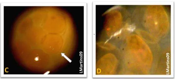 Figura 3 – C - Posturas 1º dia (com 6 embriões); D  –  Posturas 5º dia 