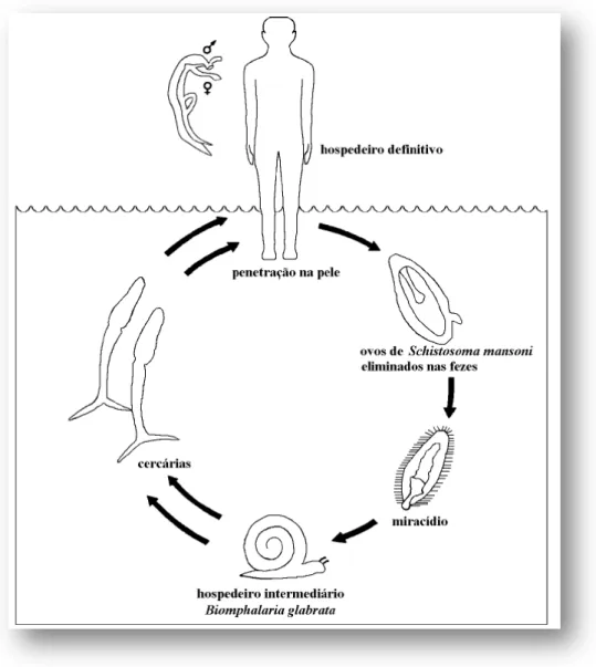 Figura 5 – Ciclo biológico de S. mansoni (Adap. Paz, 1997) 