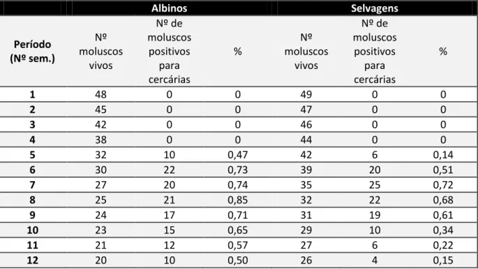 Tabela 4 – Infecção de moluscos das estirpes albina e selvagem de B. glabrata expostos a  S