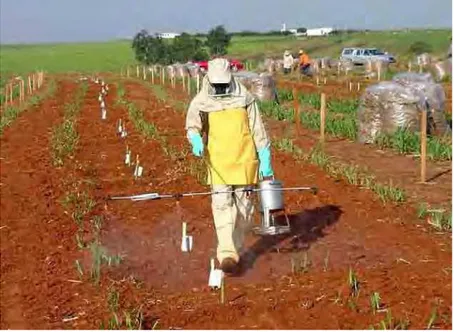 Figura 7.  Aplicação do herbicida sobre o solo em parcelas que receberam, ou não, a cobertura  posterior com palha