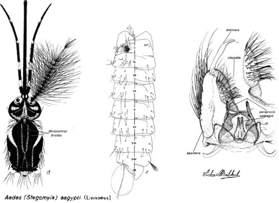 Figura 2 - Esquema de alguns aspectos morfológicos do adulto Aedes aegypti (Huang, 1979) 