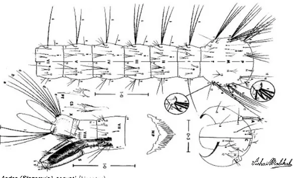 Figura 3.- Esquema de alguns aspectos morfológicos da larva de Aedes aegypti (Huang, 1979) 