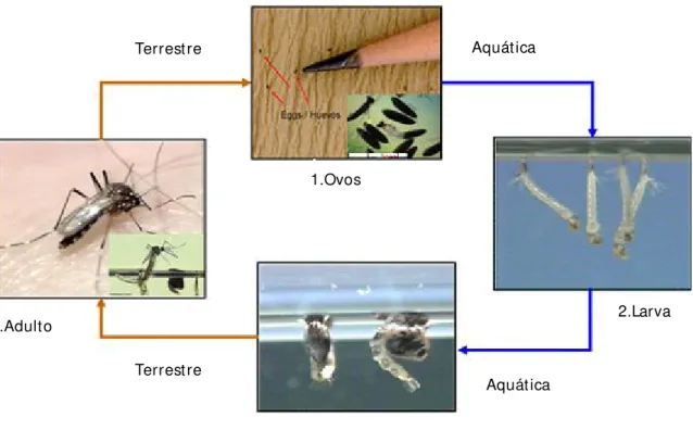 Figura 4.- Ciclo de vida de Aedes aegypti.