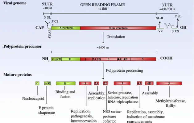 Figure 3: Flavivirus genome structure and functions of viral proteins   (Fernandez-Garcia et al., 2009).