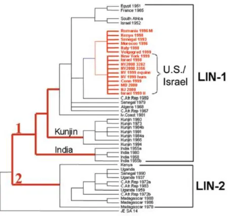 Figure 15: Phylogenetic tree of West Nile viruses based on the analysis of the envelope (E) gene  (Gubler, 2007)
