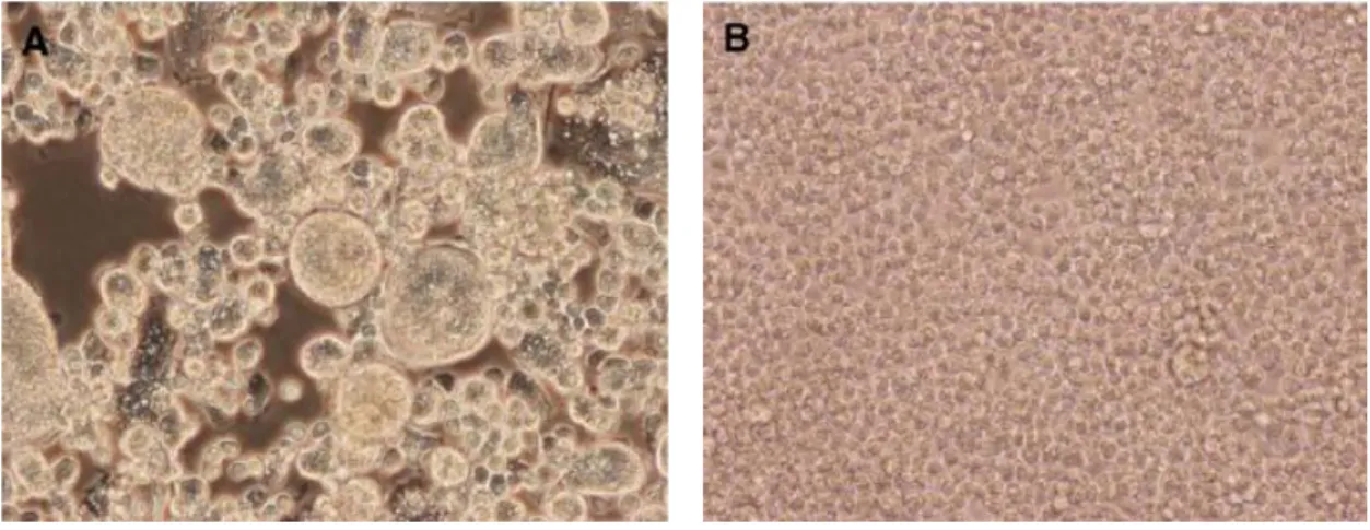 Figure 20: A) Cell fusion and large syncytia present in C6/36 cells, 7 days post-infection with TX24518; 