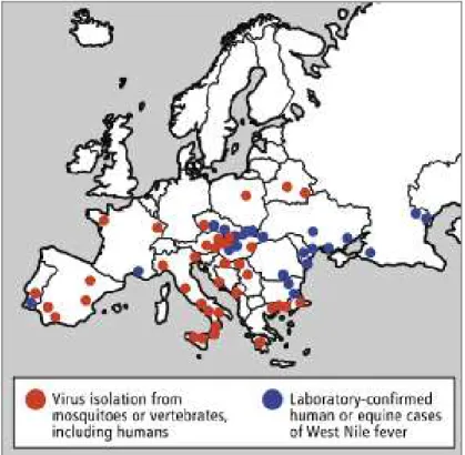 Figure 25: European distribution of West Nile virus based on virus isolation from vertebrates or  mosquitoes 