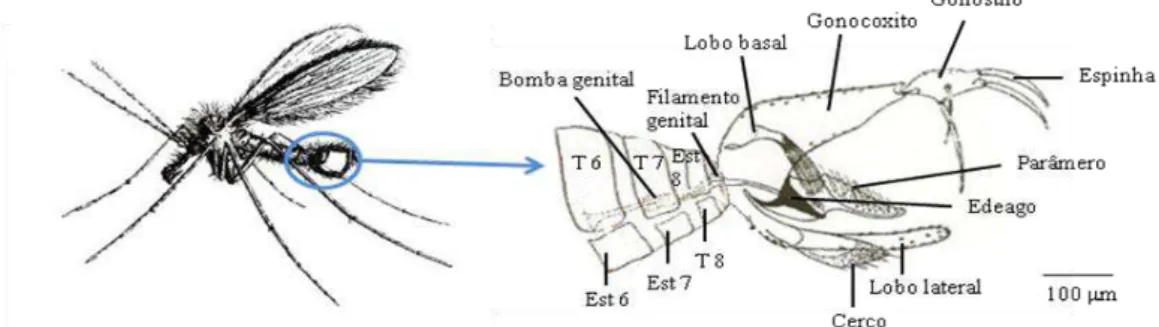 Figura 4 - Pormenor da extremidade posterior do abdómen de um flebótomo macho e 
