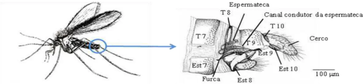 Figura 5 - Pormenor da extremidade posterior do abdómen de um flebótomo fêmea e respectivas  estruturas genitais internas