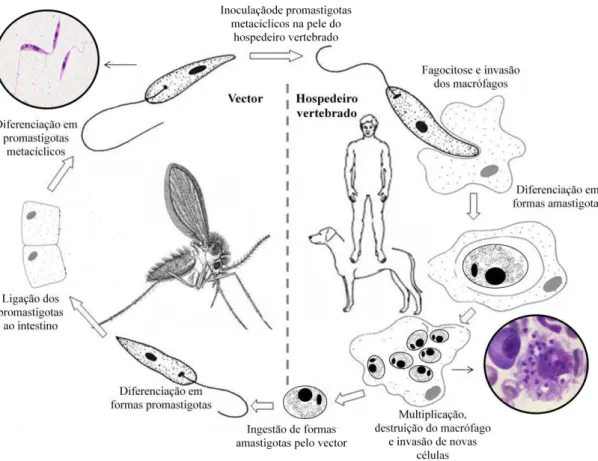 Figura 8 - Ciclo de vida de Leishmania sp.                                                                                